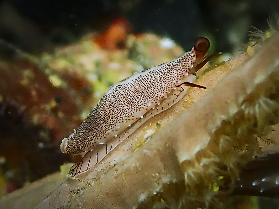 Hiatavolva depressa